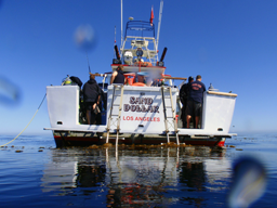 Sand Dollar Stern View